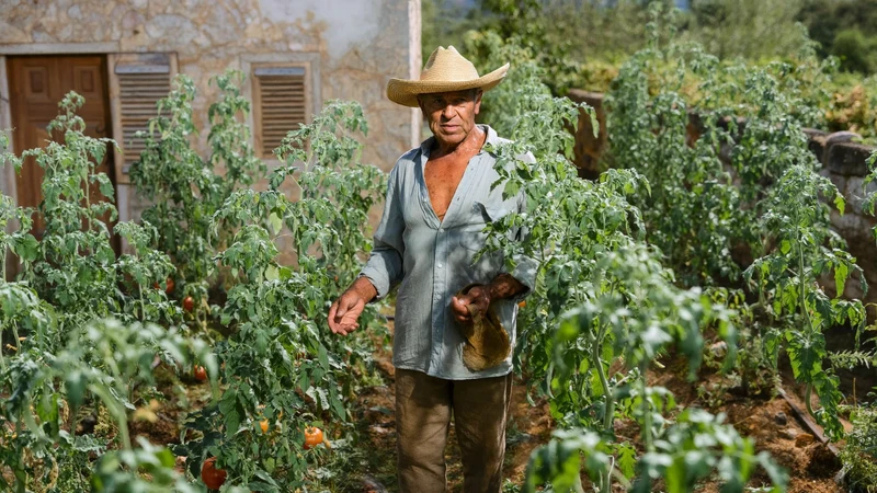 Un uomo con cappello di paglia cura i pomodori nell'orto accanto a una casetta in pietra